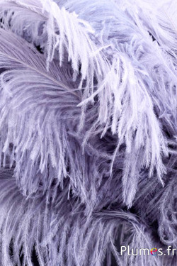 Autruche premium - 50-60 cm - gris